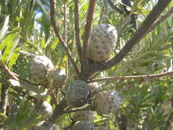 Image of Leucadendron uliginosum subsp. uliginosum