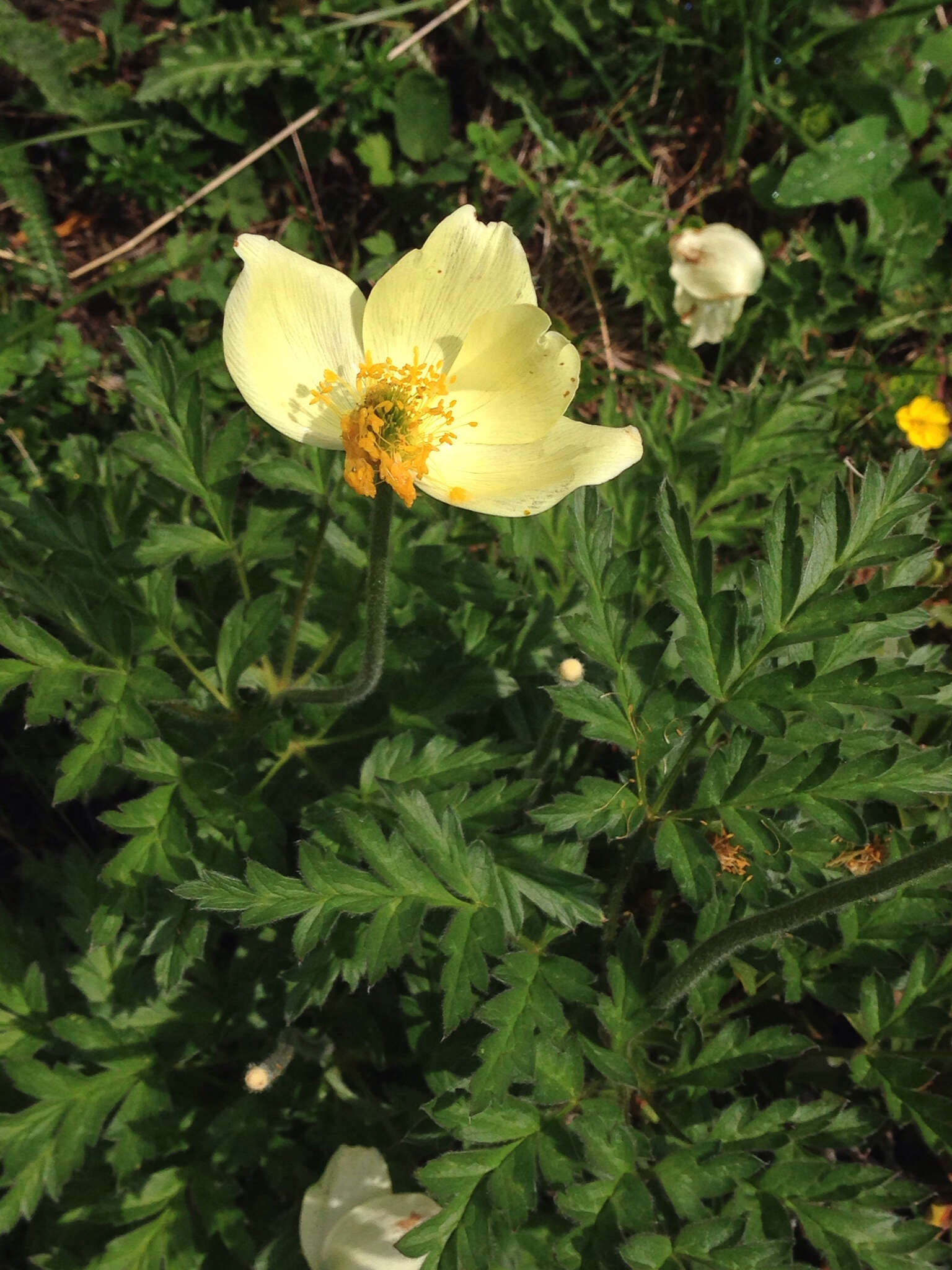 صورة Pulsatilla alpina subsp. apiifolia (Scop.) Nyman