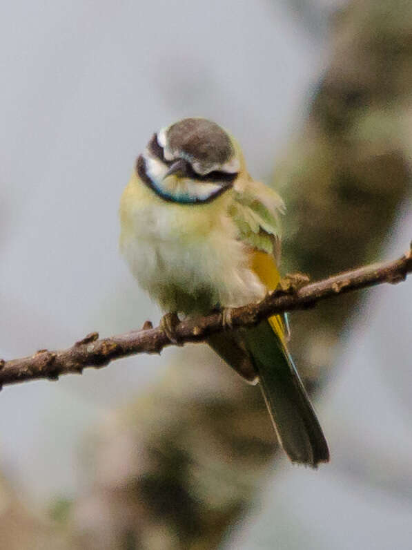 Image of White-throated Bee-eater