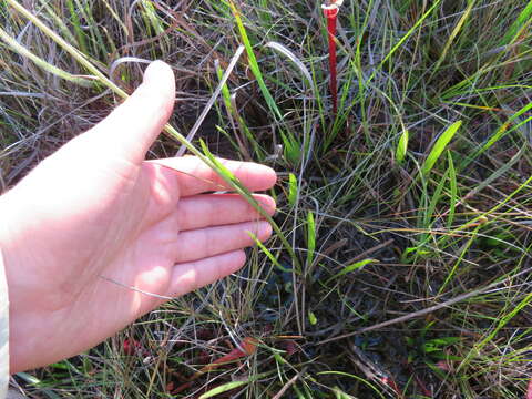 Image of Grass-Leaf Coneflower