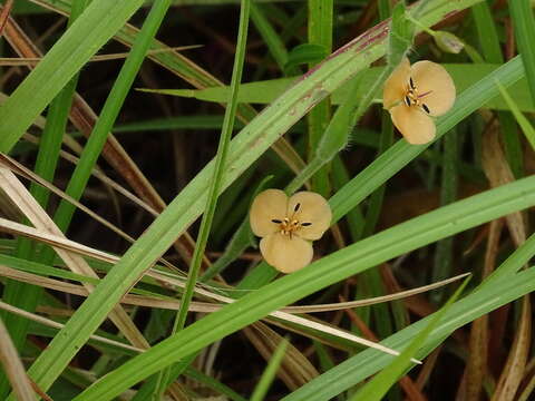 Image of Murdannia lanuginosa (Wall. ex C. B. Clarke) G. Brückn.