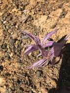 Imagem de Colchicum variegatum L.