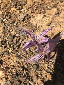 Sivun Colchicum variegatum L. kuva