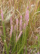 Image of Erica alopecurus var. alopecurus