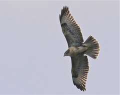 Image of Buteo buteo insularum Floericke 1903