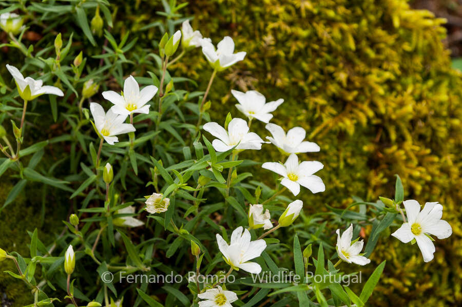 Image of Arenaria montana subsp. montana