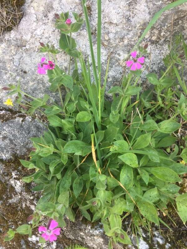 Image de Silene acutifolia Link ex Rohrb.