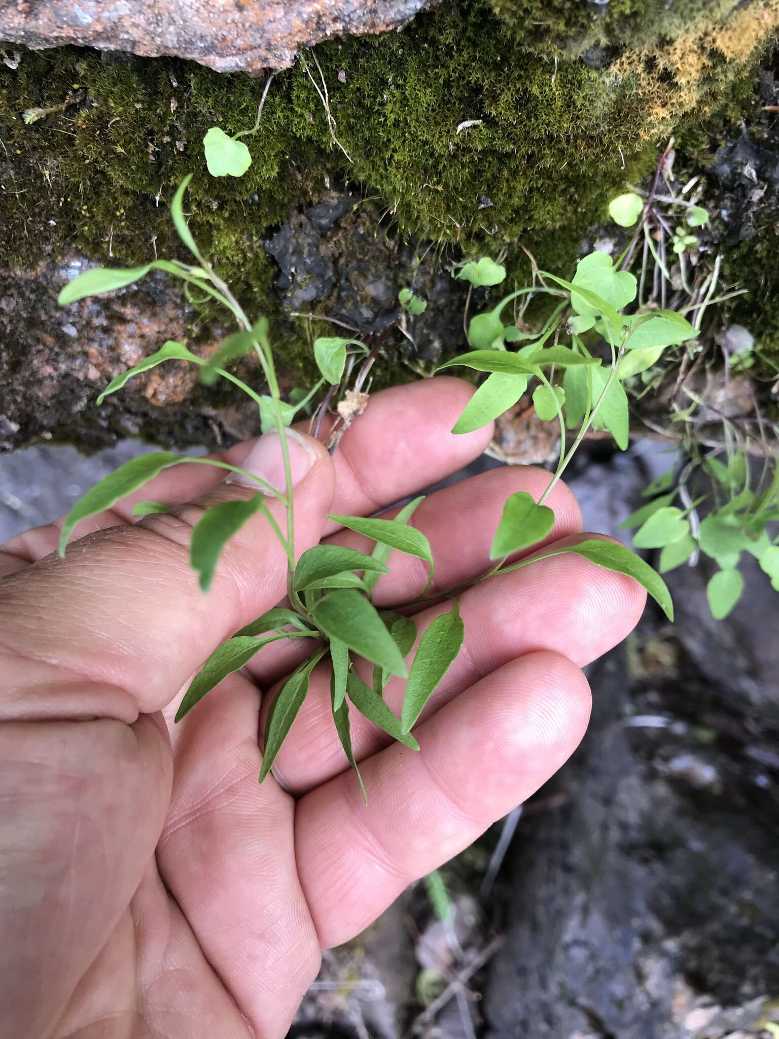 Image of Campanula intercedens Witasek