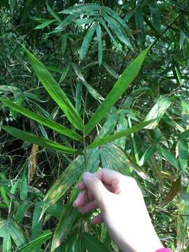 Image of Bambusa pachinensis Hayata