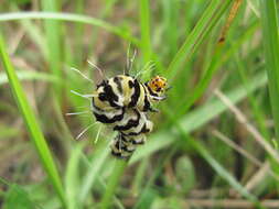 Image of Rhanidophora phedonia Stoll 1782