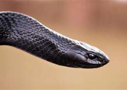 Image of Eastern Indigo Snake