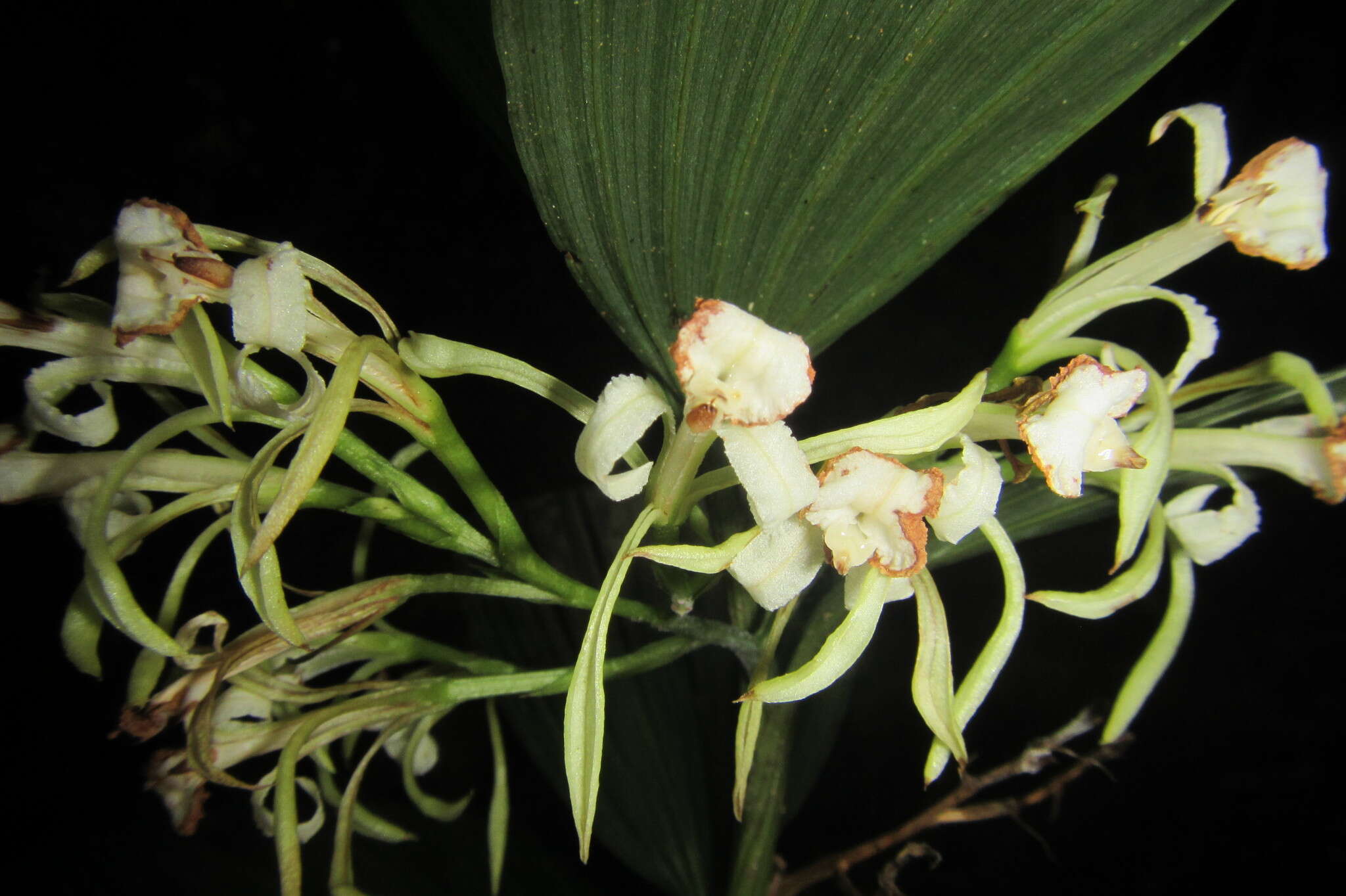 Image of crow orchid