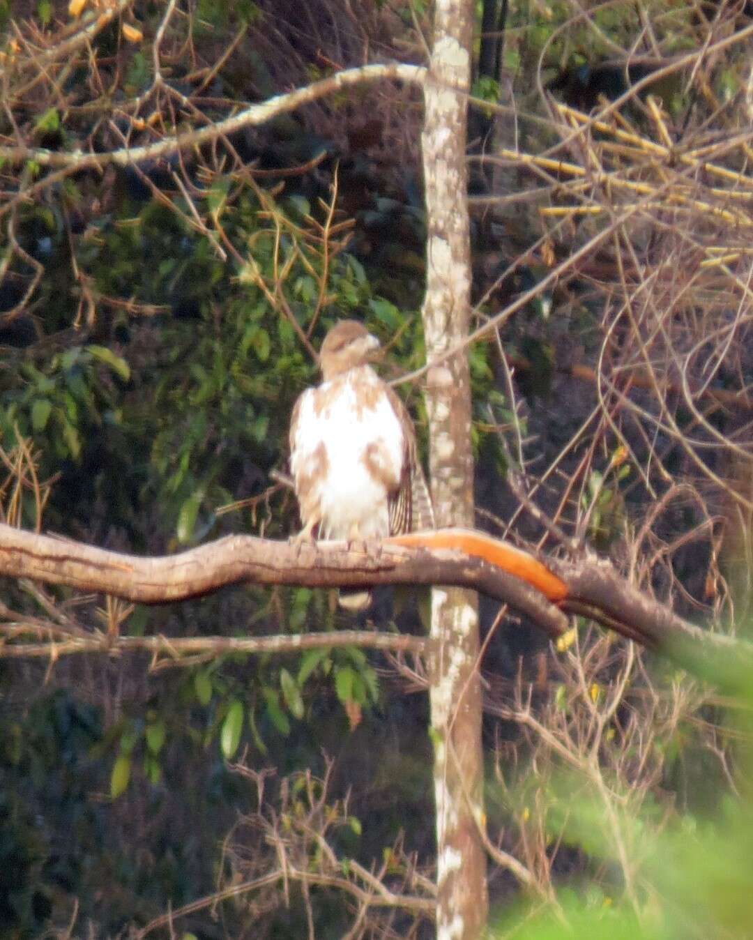 Image de Baza malgache