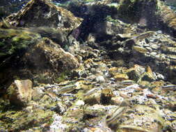 Image of White River Killfish