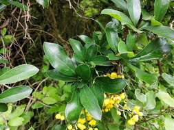 Image of Berberis hallii Hieron.