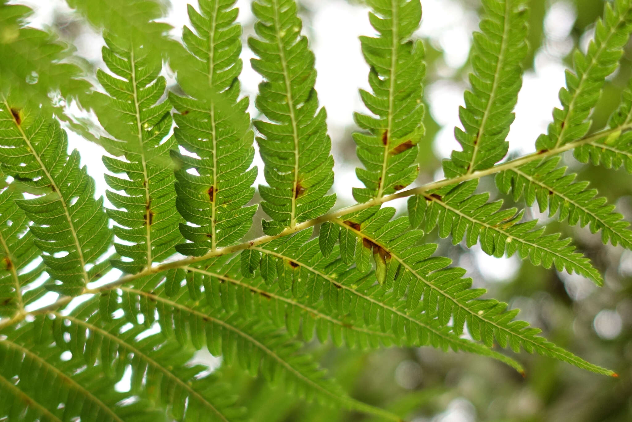 Image of Rough Tree Fern