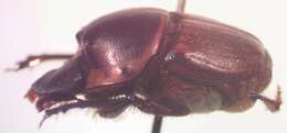 Слика од Onthophagus gazellinus Bates 1887