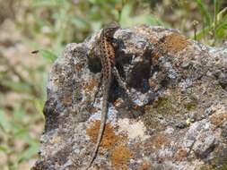 Image of Bluebelly Lizard