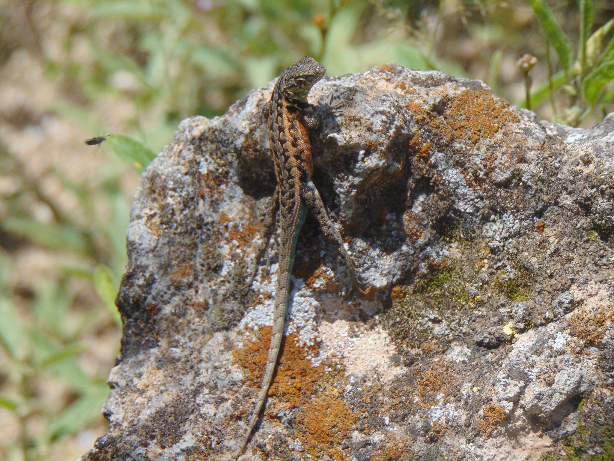 Image of Bluebelly Lizard