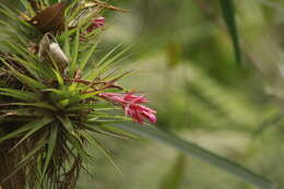 Image of Tillandsia geminiflora Brongn.