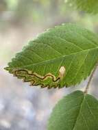 Sivun Stigmella centifoliella (Zeller 1848) Beirne 1945 kuva