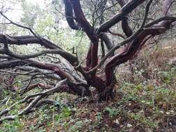 Sivun Arctostaphylos virgata Eastw. kuva