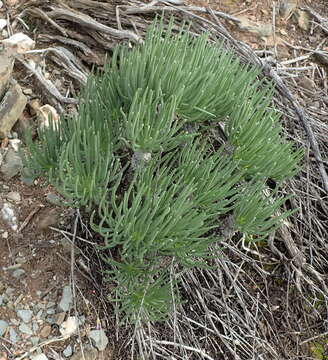 Image of <i>Tylecodon cacalioides</i>