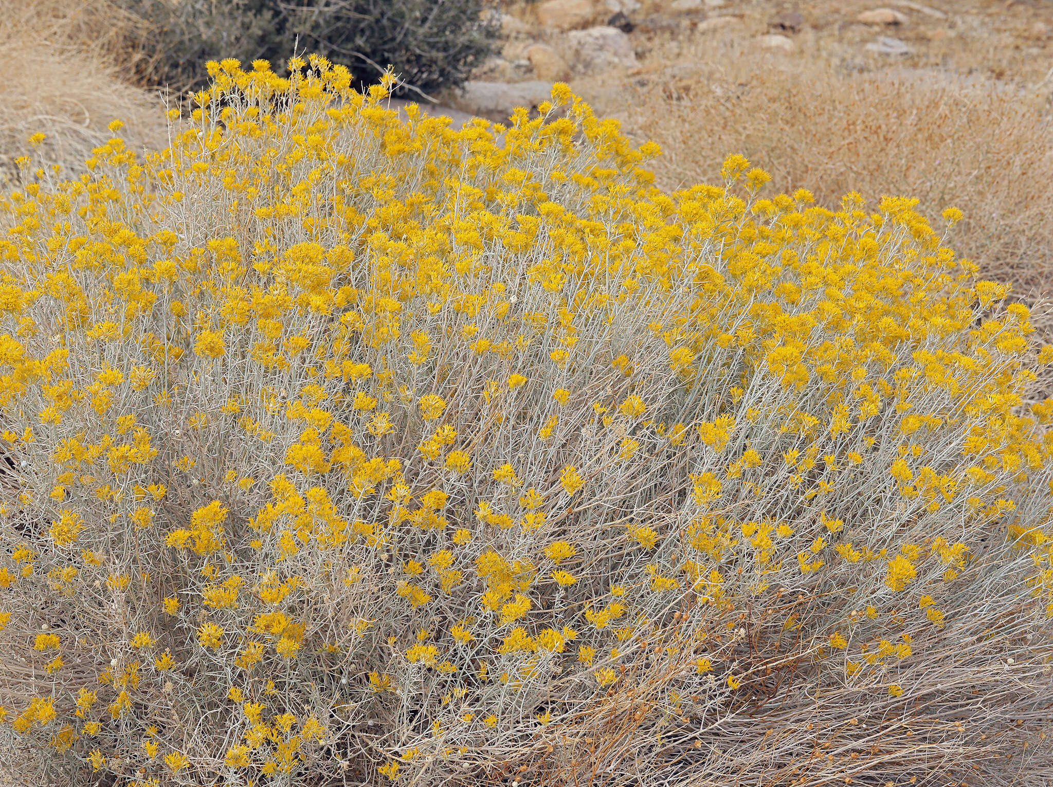 Image of Ericameria nauseosa var. hololeuca (A. Gray) G. L. Nesom & G. I. Baird