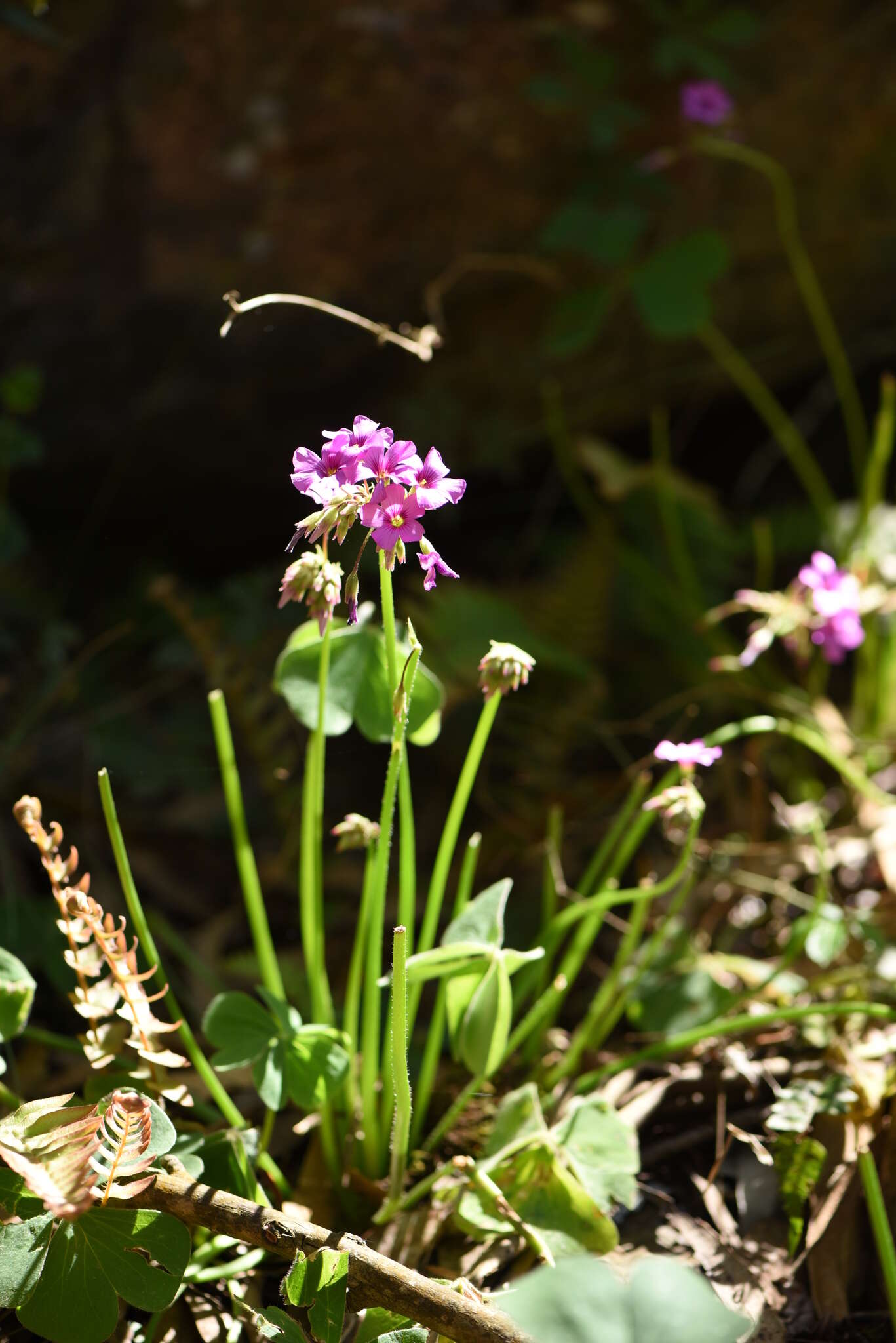 Sivun Oxalis monticola Arechav. kuva