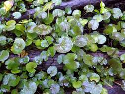 Image of Centella uniflora (Col.) Nannf.