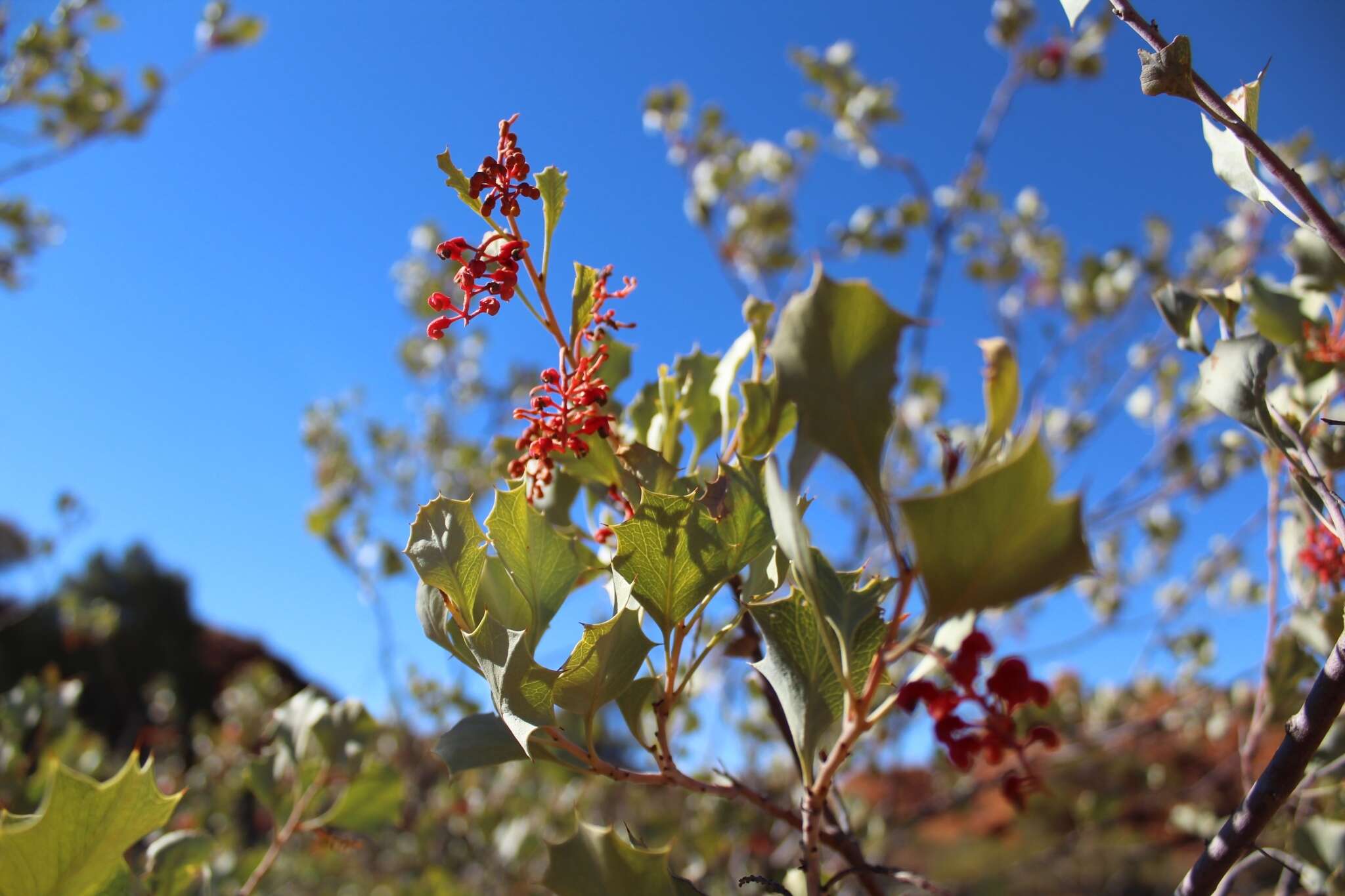 Image of Grevillea wickhamii Meissn.