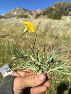 Image of <i>Agoseris <i>glauca</i></i> var. glauca