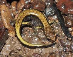 Image of Dunn's Salamander