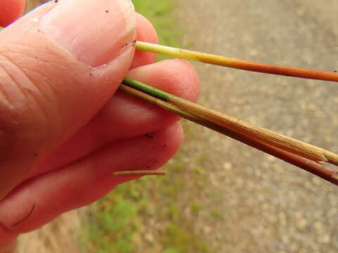 Image of Juncus hesperius (Piper) Lint