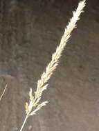 Image of soft feather pappusgrass