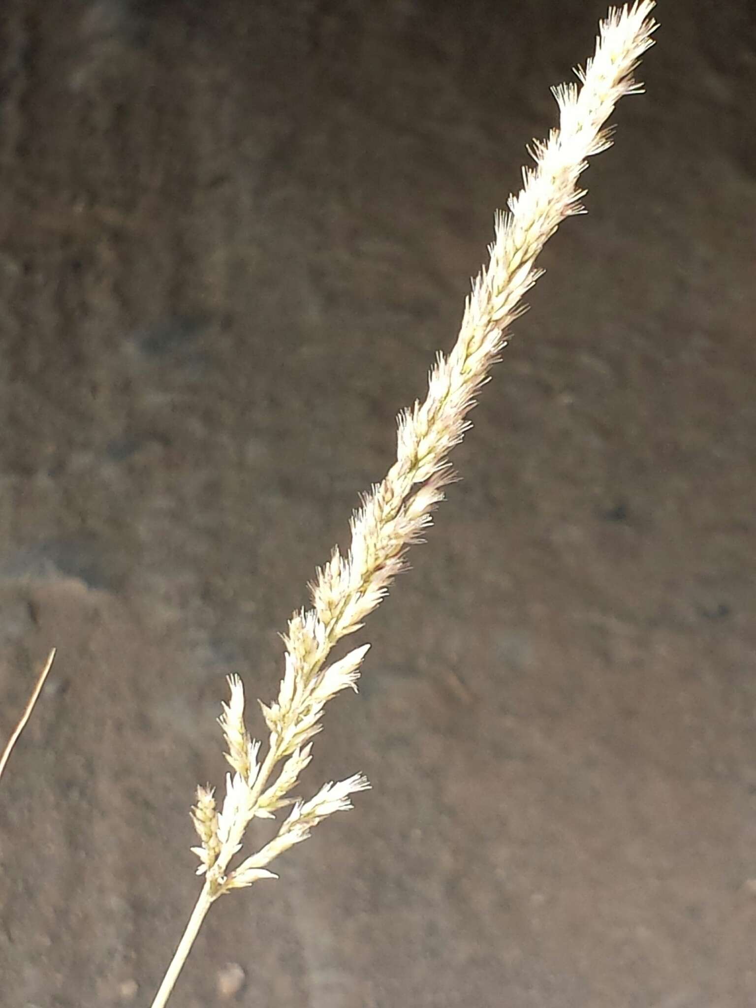 Image of soft feather pappusgrass