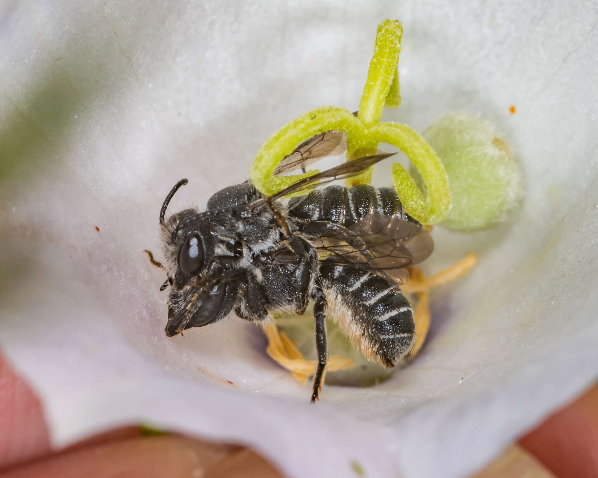 Image of Bellflower Resin Bee