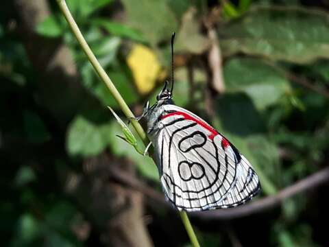 Image of Diaethria candrena Godart 1823