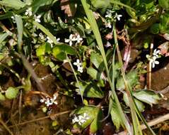 Image of Cardamine scutata Thunb.