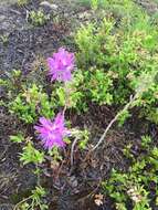 Слика од Rhododendron canadense (L.) Britton, Stern & Pogg.