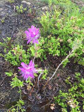 Слика од Rhododendron canadense (L.) Britton, Stern & Pogg.