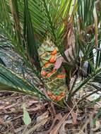 Image of Macrozamia serpentina D. L. Jones & P. I. Forst.