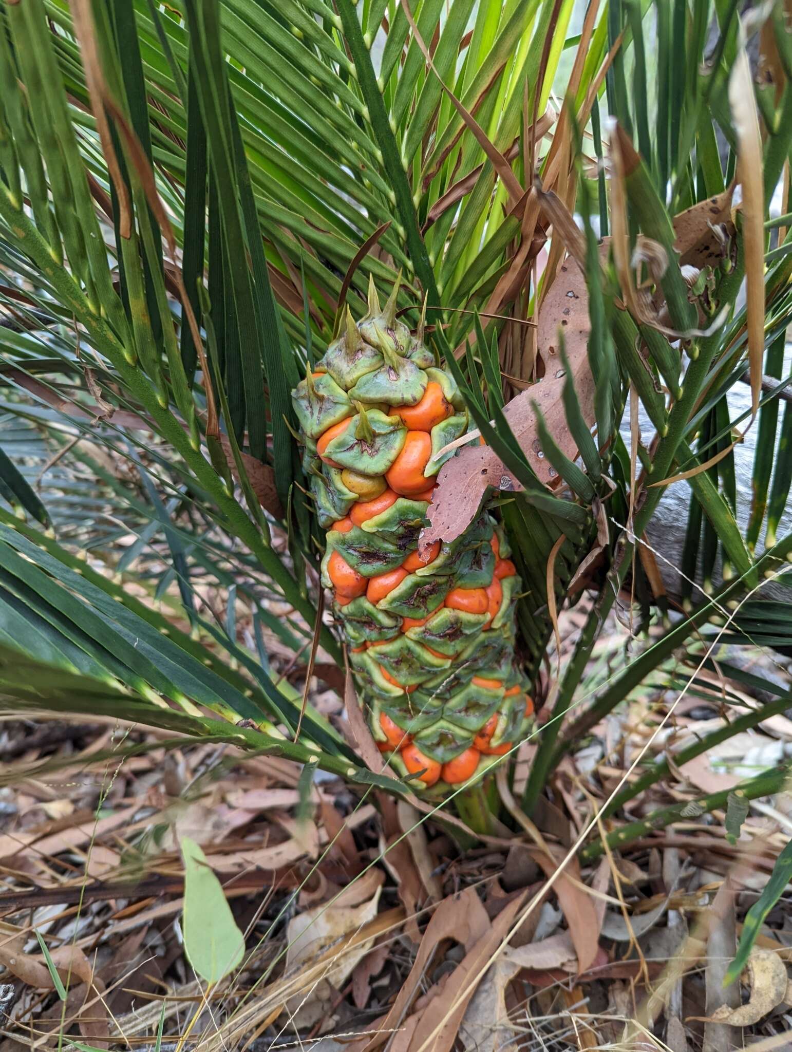 Image of Macrozamia serpentina D. L. Jones & P. I. Forst.