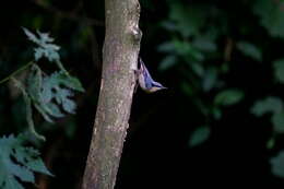 Image of Chestnut-vented Nuthatch