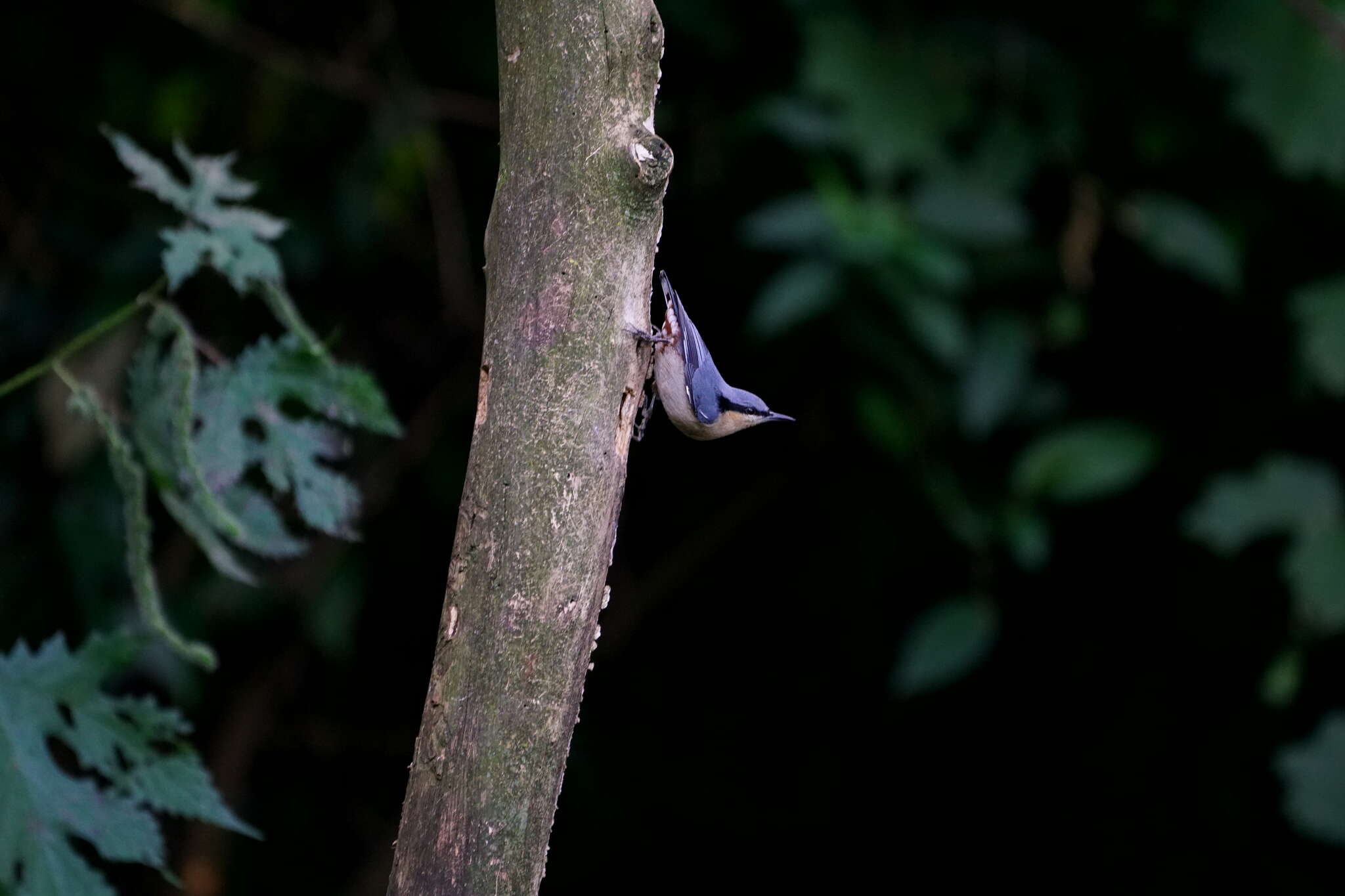 Image of Chestnut-vented Nuthatch