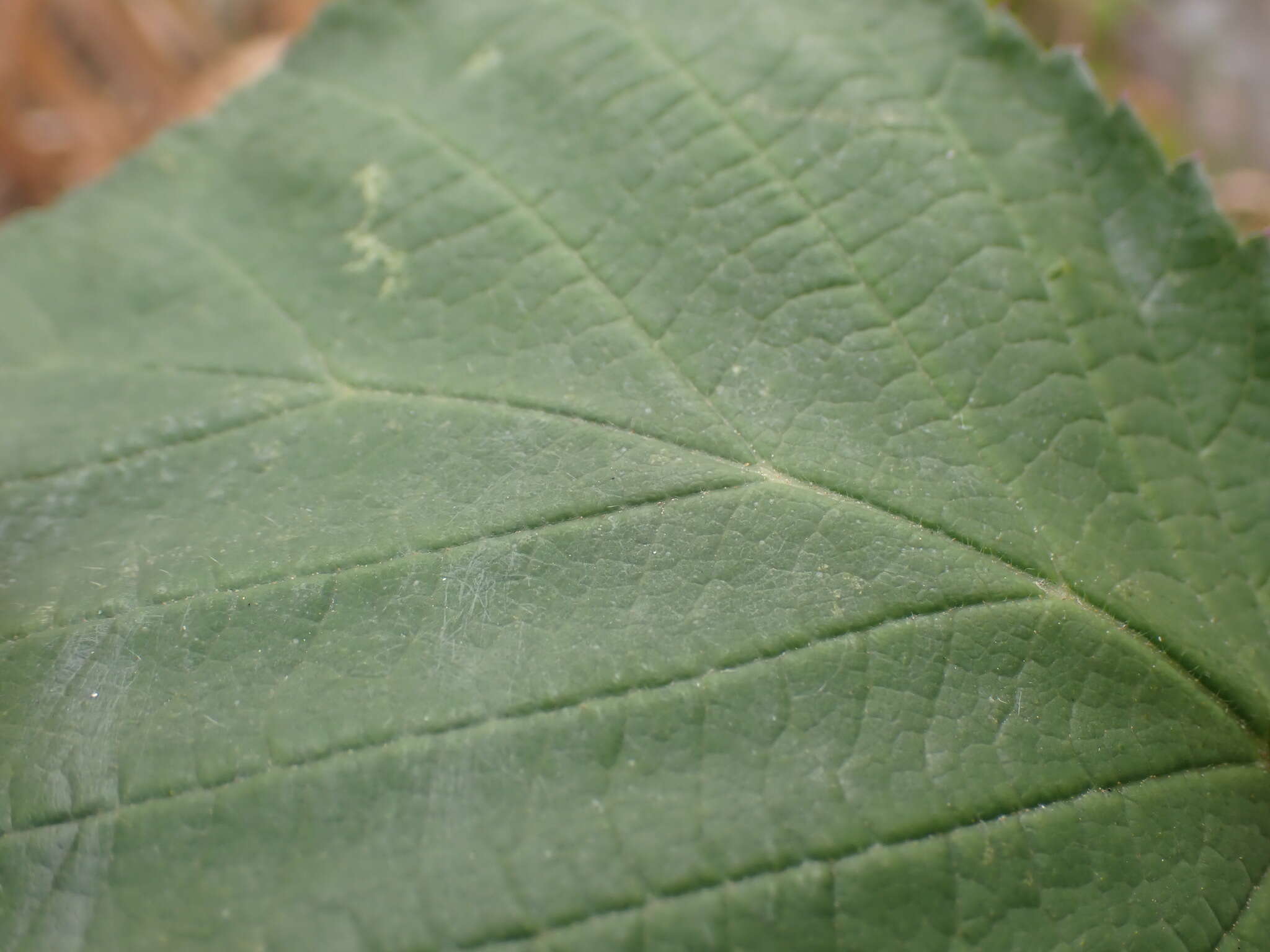 Image of Rubus erythrops E. S. Edees & A. Newton