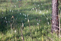 Sivun Stenanthium texanum kuva