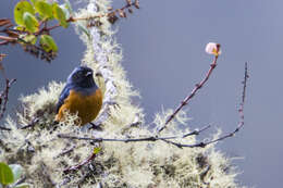 Image of Blue-backed Conebill