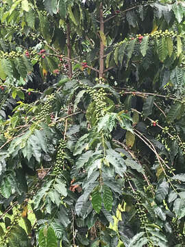 Image de Coffea arabica L.