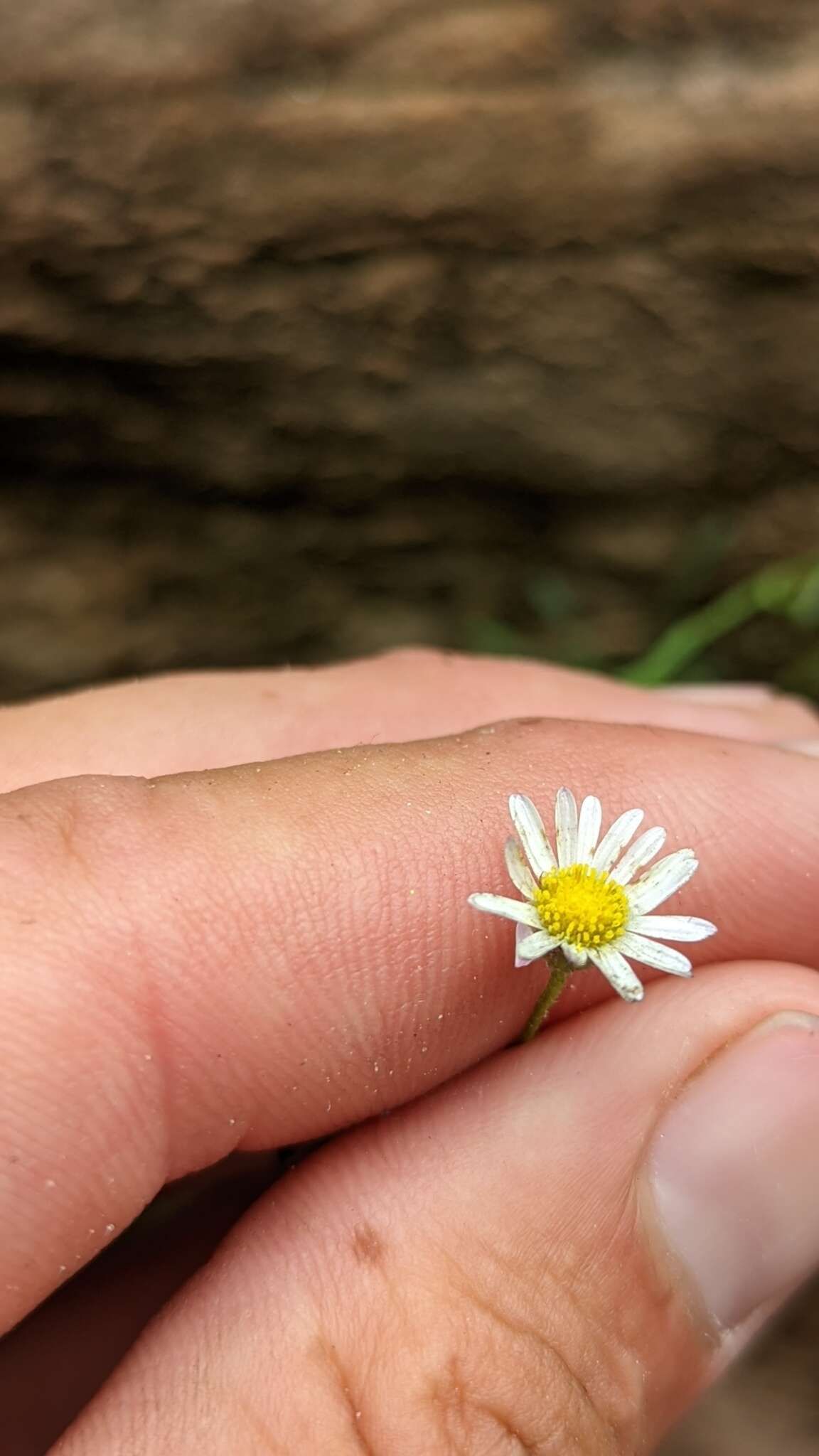 Image of Zion fleabane